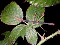 Hesperophasma lobata