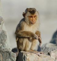 Image of: Macaca nemestrina (pigtail macaque)