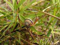 Cepaea vindobonensis
