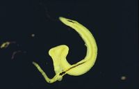 Schistosoma