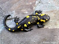 Salamandra salamandra bejarae