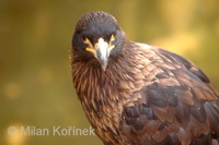 Phalcoboenus australis - Striated Caracara