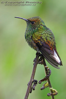 Elvira cupreiceps - Coppery-headed Emerald