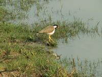 Vanellus indicus - Red-wattled Lapwing