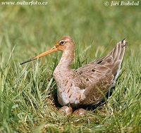 Limosa limosa - Black-tailed Godwit