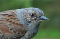 Prunella modularis - Dunnock