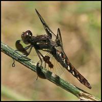 Image of: Libellula lydia