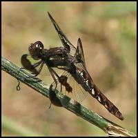 Image of: Libellula lydia