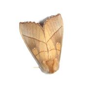 Image of: Nadata gibbosa