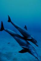 Tursiops truncatus - Indian Ocean Bottlenose Dolphin