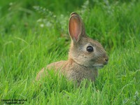 Oryctolagus cuniculus - European Rabbit