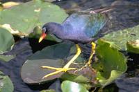 Image of: Porphyrio martinica (purple gallinule)