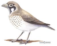 Image of: Ramphocoris clotbey (thick-billed lark)