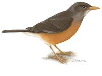 Image of: Turdus olivaceus (olive thrush)