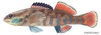 Image of: Etheostoma caeruleum (rainbow darter)