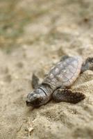Image of: Caretta caretta (loggerhead sea turtle)