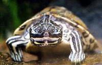 Image of: Graptemys barbouri (Barbour's map turtle)