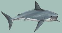 Image of: Carcharodon carcharias (great white shark)