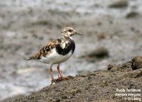 Ruddy Turnstone - Arenaria interpres