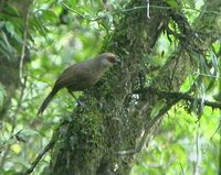 Rufous-fronted Laughingthrush - Garrulax rufifrons