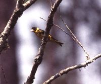 Vietnamese Greenfinch - Carduelis monguilloti