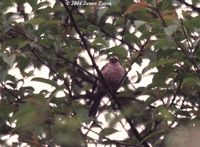 Spot-winged Rosefinch - Carpodacus rodopeplus