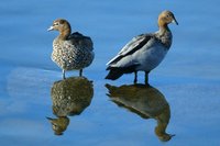 Australian Wood Duck