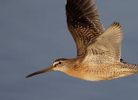 Short-billed Dowitcher (Limnodromus griseus) photo