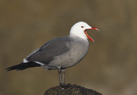 Heermann's Gull (Larus heermanni) photo