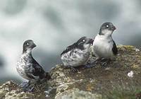 Least Auklet (Aethia pusilla) photo