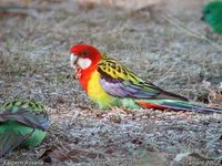 Eastern Rosella - Platycercus eximius