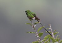 Green-tailed Trainbearer - Lesbia nuna