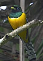 Black-throated Trogon - Trogon rufus