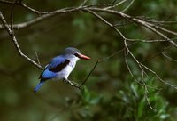 Woodland Kingfisher - Halcyon senegalensis