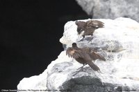 Chilean Seaside Cinclodes - Cinclodes nigrofumosus