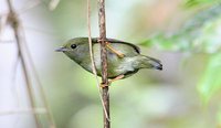 White-bearded Manakin - Manacus manacus