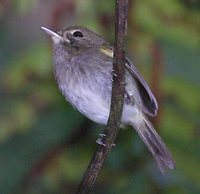 Drab-breasted Bamboo-Tyrant - Hemitriccus diops