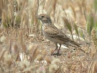 Greater Short-toed Lark - Calandrella brachydactyla