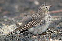 Berthelot's Pipit - Anthus berthelotii