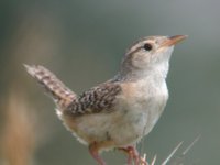 Sedge Wren - Cistothorus platensis