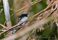 White-browed Shama - Copsychus luzoniensis