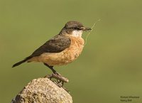 Red-breasted Wheatear - Oenanthe bottae