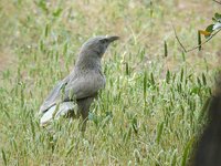 Arabian Babbler - Turdoides squamiceps