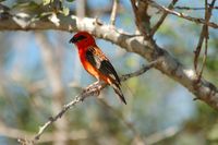 Red Fody - Foudia madagascariensis