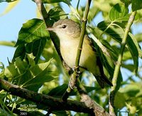 Bell's Vireo - Vireo bellii