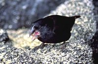 Large Ground-Finch - Geospiza magnirostris