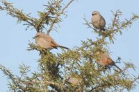 Bay-winged Cowbird - Molothrus badius