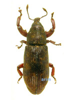 Carcilia tenuistriata - 볼록민가슴바구미