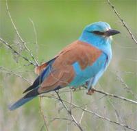 European Roller