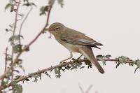 Upchers Warbler